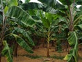 Musa acuminataÃÂ 'Red Dacca' banana plants in a farm Royalty Free Stock Photo